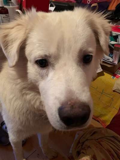 Maremmano-Beitrag-Bild