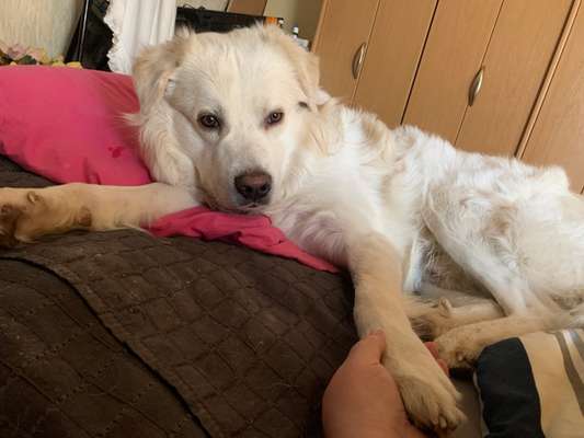 Maremmano-Beitrag-Bild