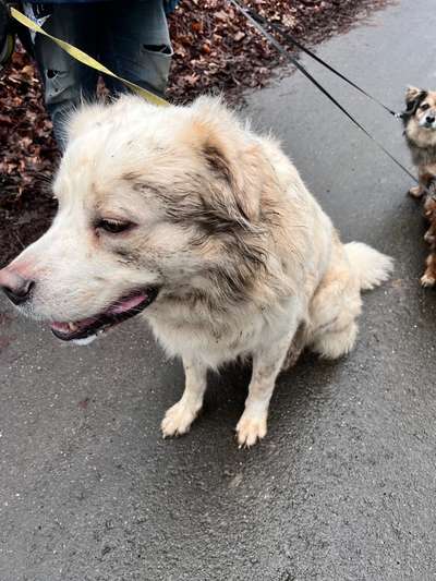 Maremmano-Beitrag-Bild