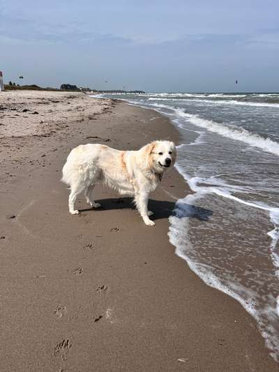 Maremmano-Beitrag-Bild