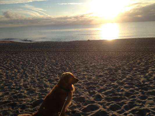 nord- oder Ostsee, Urlaub mit Hund-Beitrag-Bild