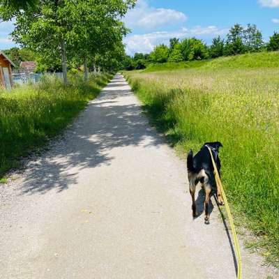 Hundetreffen-Spieltreffen Leonhardiweg-Bild