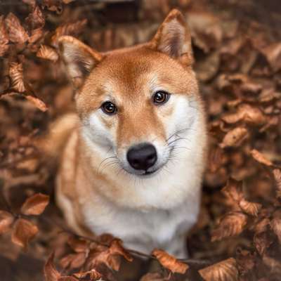 Hundetreffen-Gassirunde🐕-Bild