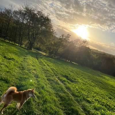 Hundetreffen-Gassirunde🐕-Bild