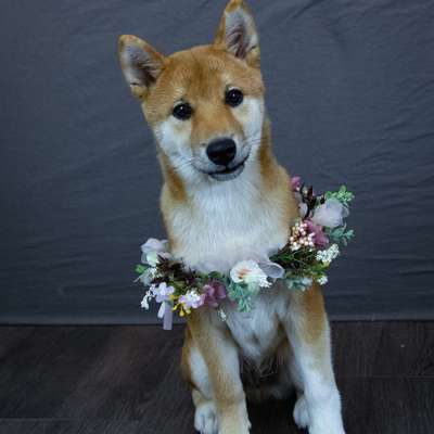 Hundetreffen-Soziale Kontakte-Bild