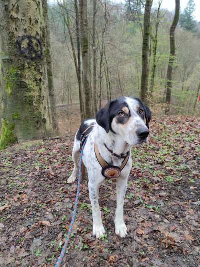 englisch pointer mischlinge 🐶🐾-Beitrag-Bild