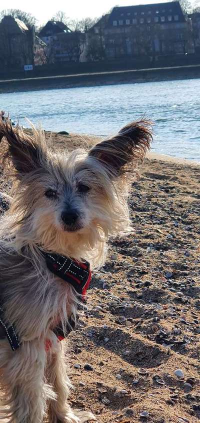 Seltene Rassen!-Beitrag-Bild