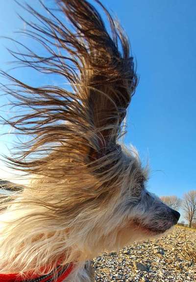 Dogorama Photo Challenge - Portrait-Beitrag-Bild