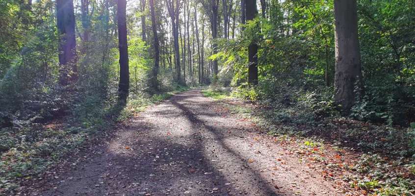 Hundeauslaufgebiet-Gremberger Wäldchen-Bild