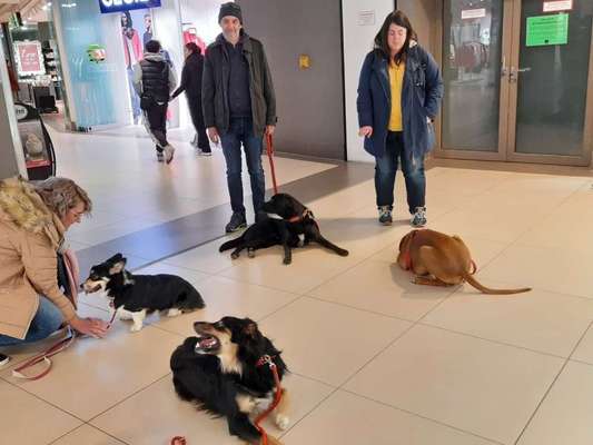 Giftköder-Hundetraining-Bild