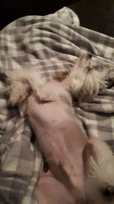 Challenge Nr 14
Eure Fellnasen auf ihrem Lieblingsplatz-Beitrag-Bild