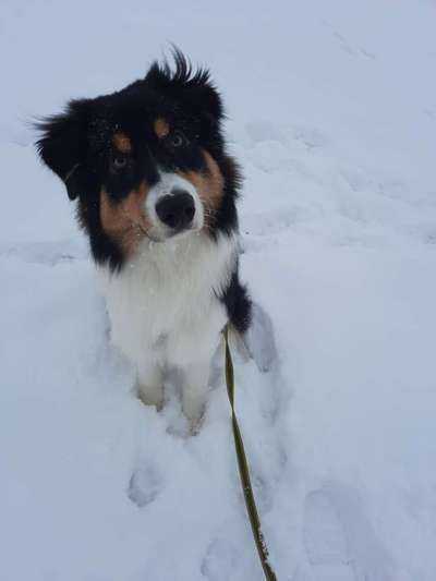 Dogorama Photo Challenge - TV Hund-Beitrag-Bild