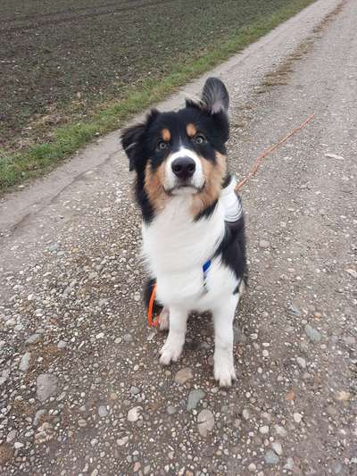 Foto Challenge Nr. 137 - Lass die Ohren fliegen-Beitrag-Bild