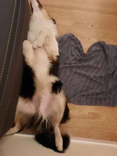 Dogorama Photo Challenge - Zeigt her eure Bäuche-Beitrag-Bild