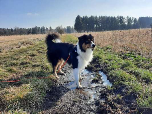 43. Collage Challenge - Schattenspiele-Beitrag-Bild