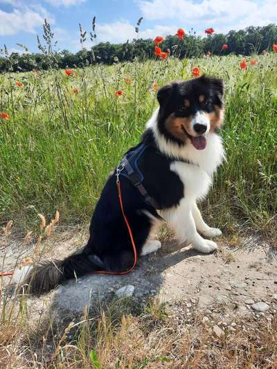 43. Collage Challenge - Schattenspiele-Beitrag-Bild