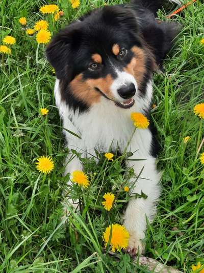 Dogorama Photo Challenge - Frühlingserwachen-Beitrag-Bild