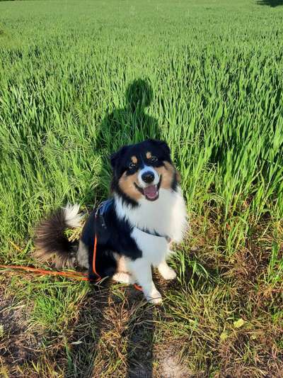 43. Collage Challenge - Schattenspiele-Beitrag-Bild