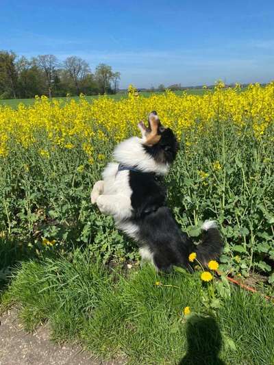 Dogorama Photo Challenge - Hunde in Action-Beitrag-Bild