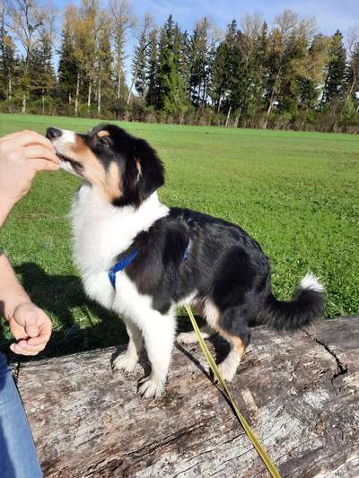 43. Collage Challenge - Schattenspiele-Beitrag-Bild