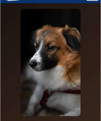 Zeigt mir die tollste Nahaufnahme von eurer Fellnase-Beitrag-Bild