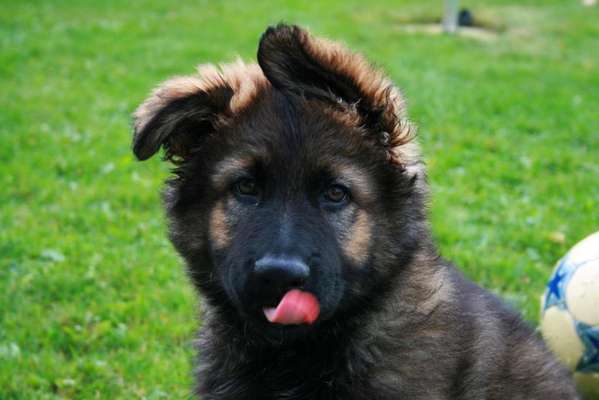 Welpen Bilder !-Beitrag-Bild