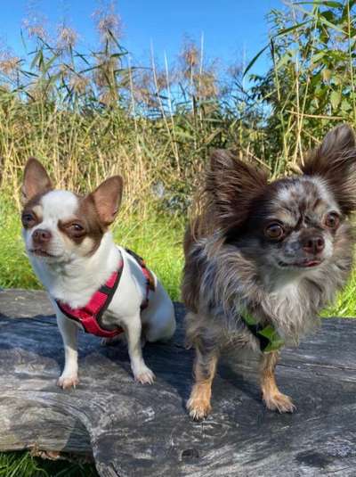 Wo sind die Chihuahua Besitzer ?-Beitrag-Bild