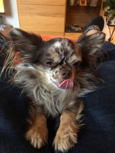 Fotochallenge Nr. 59 - Mein Hund zeigt die Zunge-Beitrag-Bild