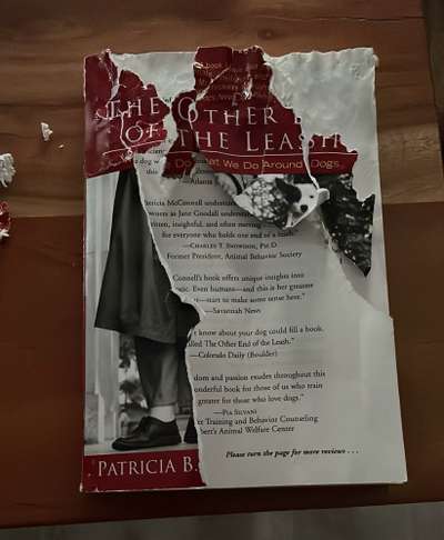 Was haben eure Hunde schon gefressen oder zerstört ?-Beitrag-Bild