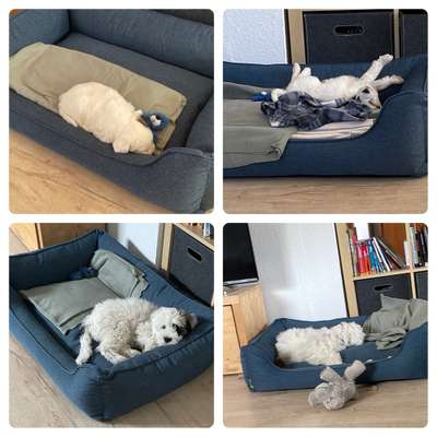 Welpenfotos-Beitrag-Bild