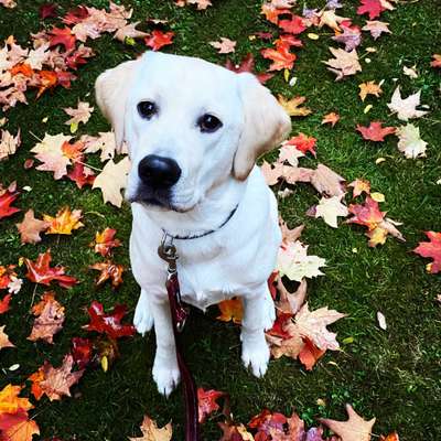 Hundetreffen-Gassi gehen, gemeinsames Training und Spielzeit-Bild