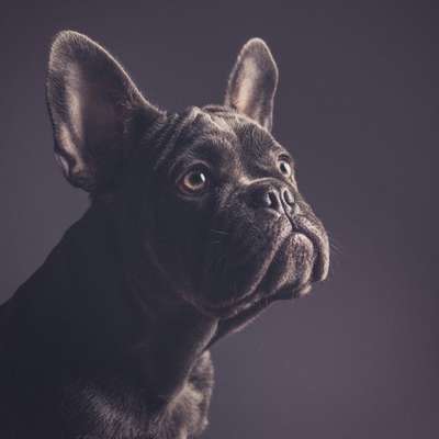 Dogorama Photo Challenge - Portrait-Beitrag-Bild