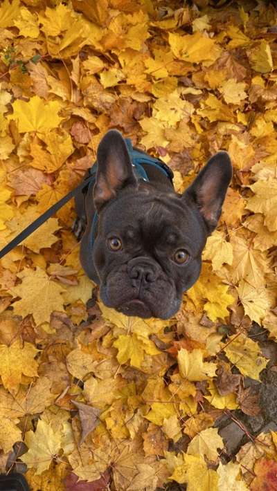 Mein Hund pinkelt in sein Bett-Beitrag-Bild