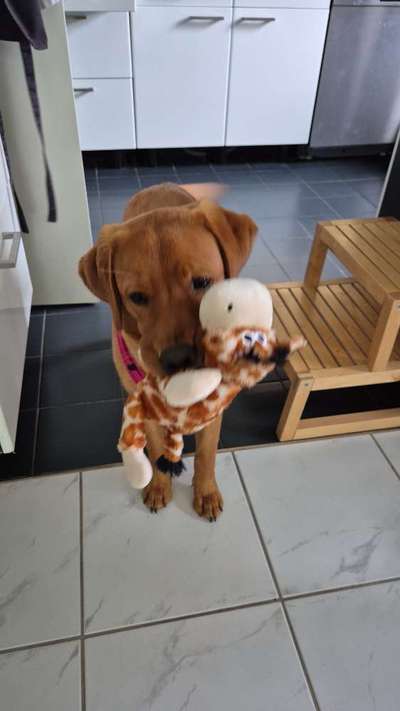 Hundetreffen-Spiel & Spaß-Bild