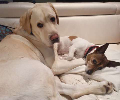 eure Spitznamen für die Vierbeiner-Beitrag-Bild