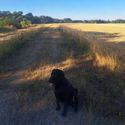 Hundetreffen-Training Hundebegegnung