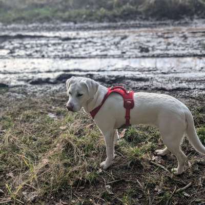 Hundetreffen-Hunderunde mit Spielzeit-Bild