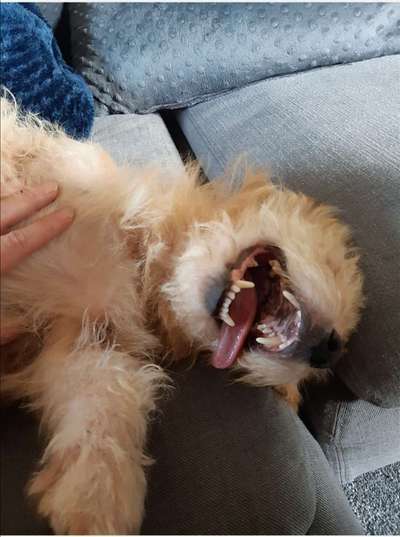 Lustigsten Grimassen von euren Hunden-Beitrag-Bild