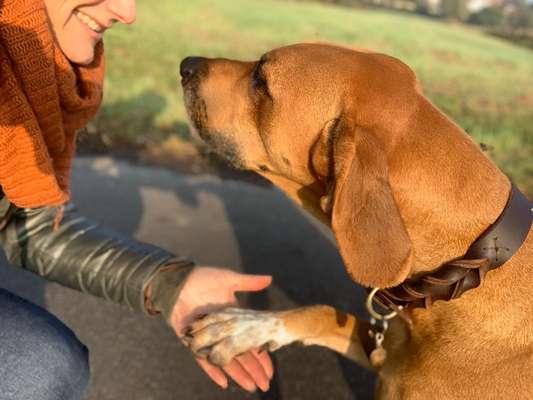 Giftköder-Hundetraining/ Hundeschule-Bild