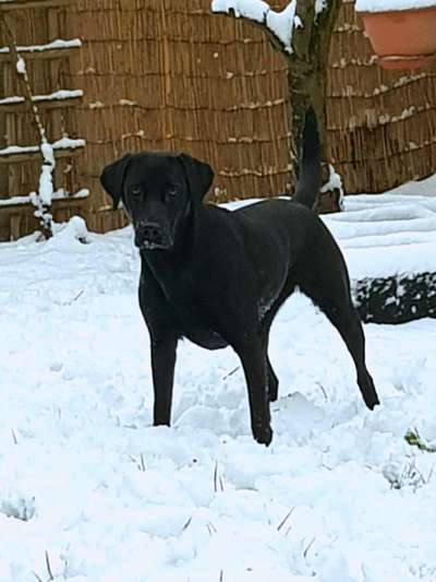 Balu nimmt nicht richtig zu-Beitrag-Bild