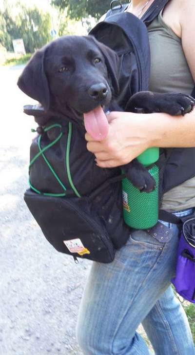 Als Welpen sind sie alle noch süßer-Beitrag-Bild