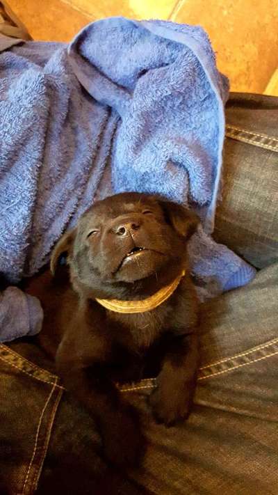 Als Welpen sind sie alle noch süßer-Beitrag-Bild