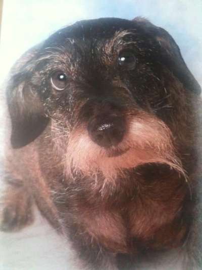 euer ältester Hund ?-Beitrag-Bild