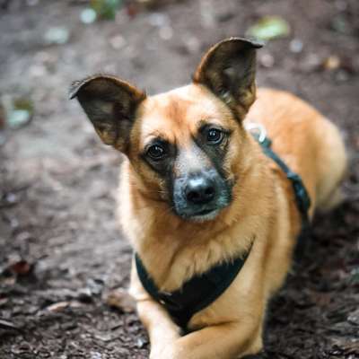 Hundetreffen-Social Walk-Bild