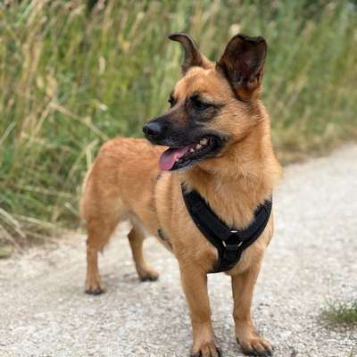 Hundetreffen-Social Walk und spielen-Bild