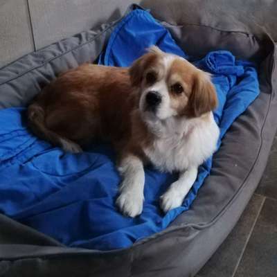 Unsere Fellnasen-Vielfalt im Überblick!-Beitrag-Bild