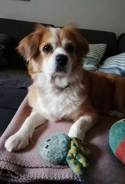 Wie kamst du zu deinem Hund?-Beitrag-Bild