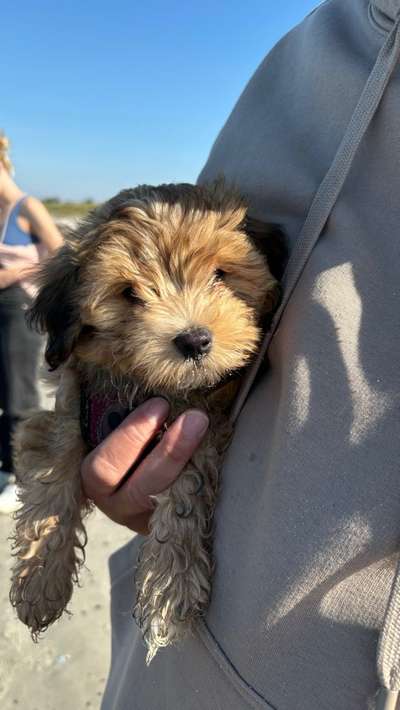 Hundetreffen-Welpentreffen in Heiligenhafen-Bild