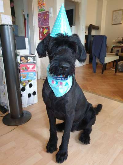 Postet das beste Foto von euren 4 beinern-Beitrag-Bild