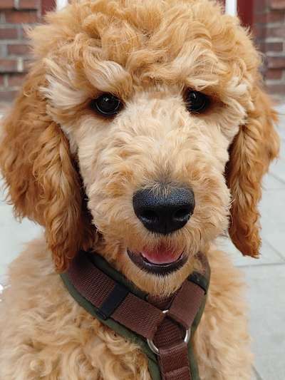 Zeigt her eure Pudel und Pudelmischlinge (:-Beitrag-Bild